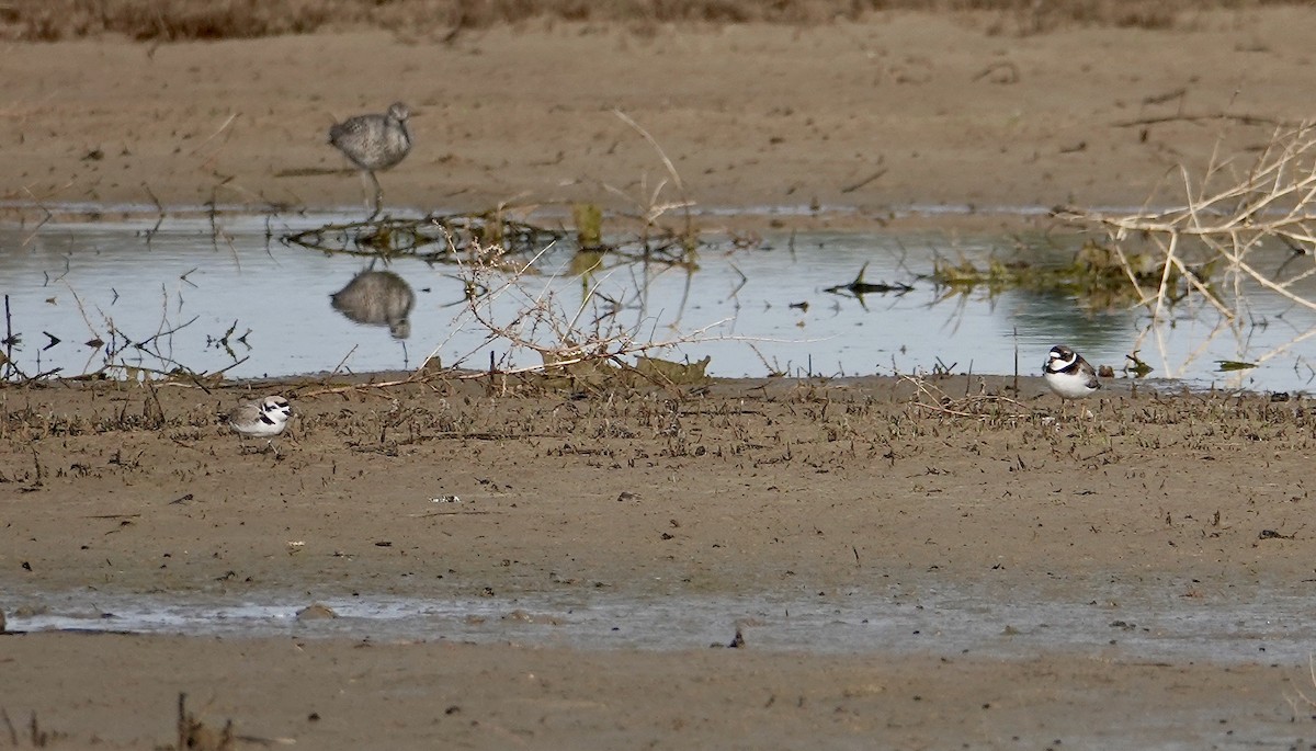 Semipalmated Plover - ML230214671