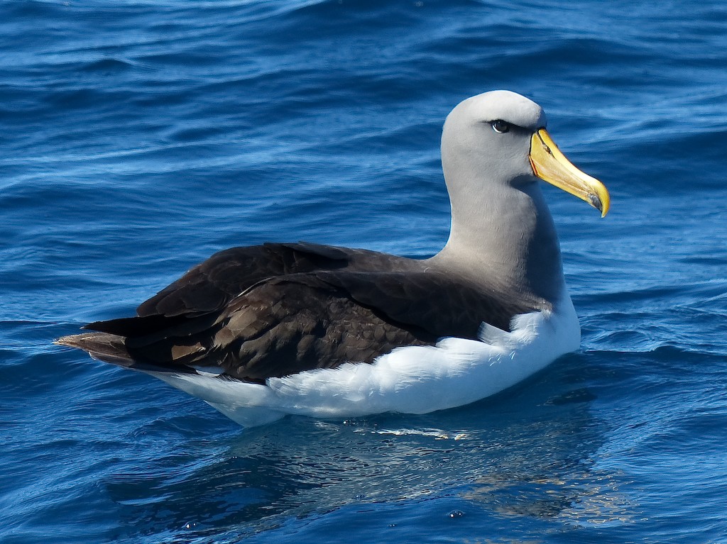 albatros chathamský - ML23021881