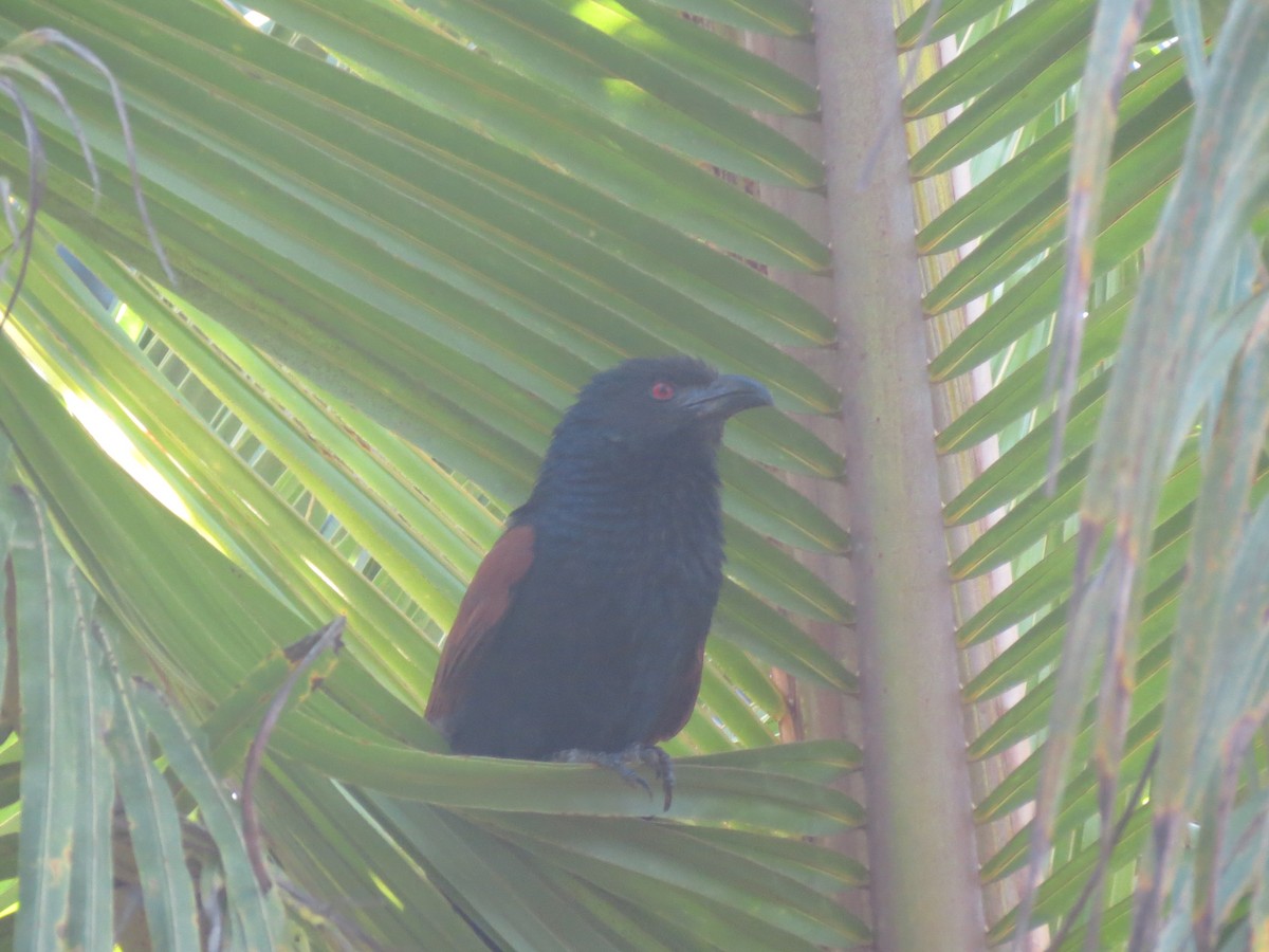 Greater Coucal - Thomas Brooks