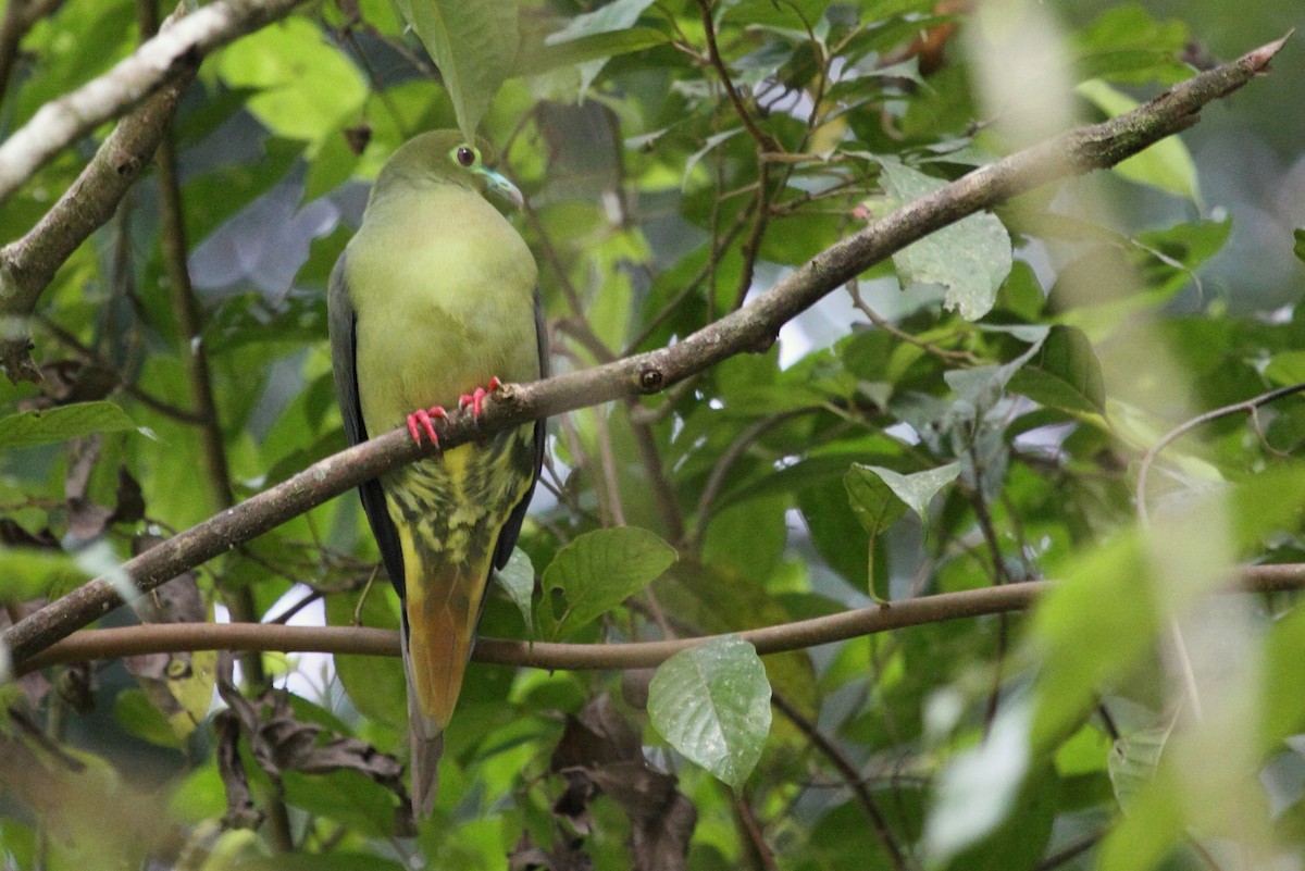 Sumatran Green-Pigeon - Richard Fuller
