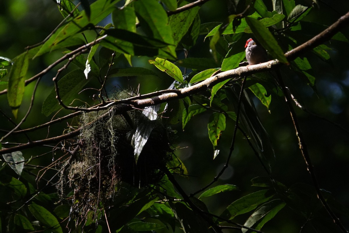 Red-browed Firetail - Mike Pennington
