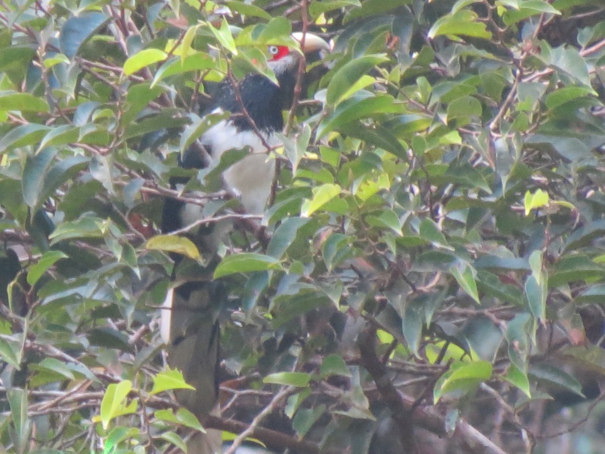 Red-faced Malkoha - ML23023321