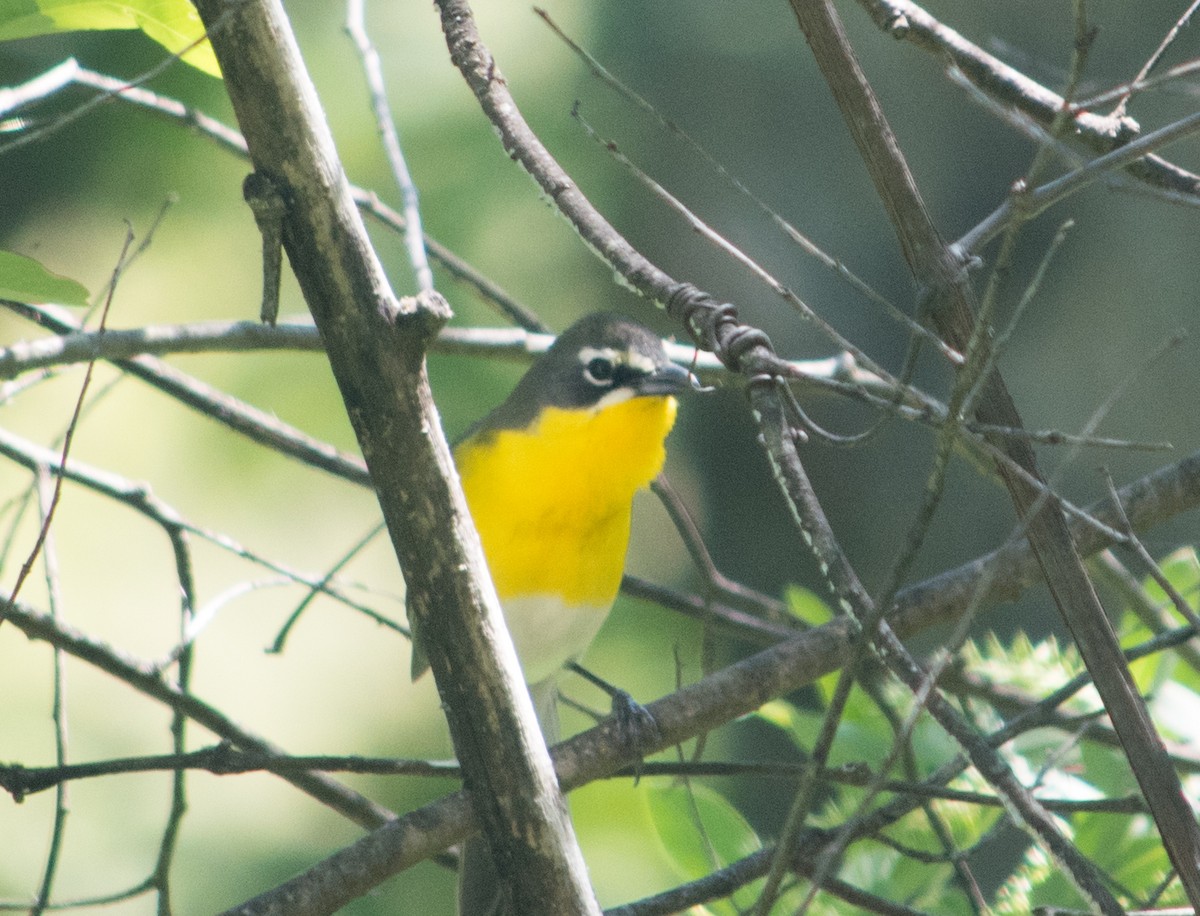 Yellow-breasted Chat - ML230234541
