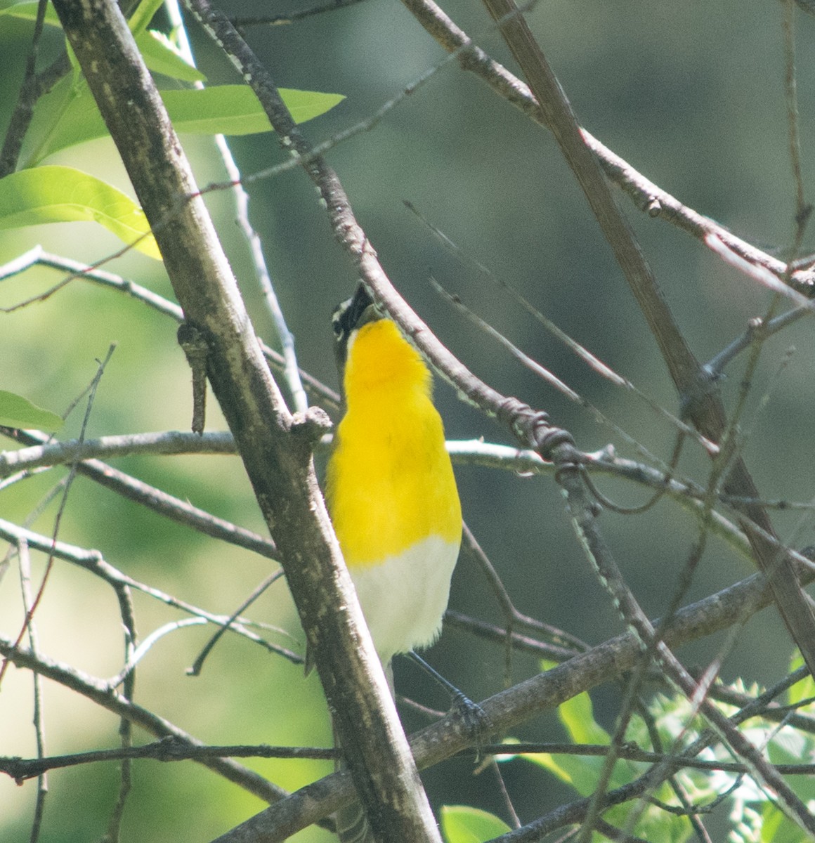 Yellow-breasted Chat - ML230234621