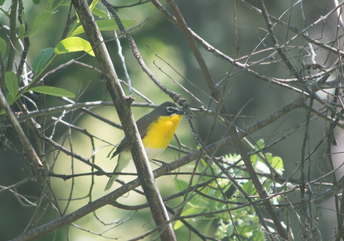 Yellow-breasted Chat - ML230234731