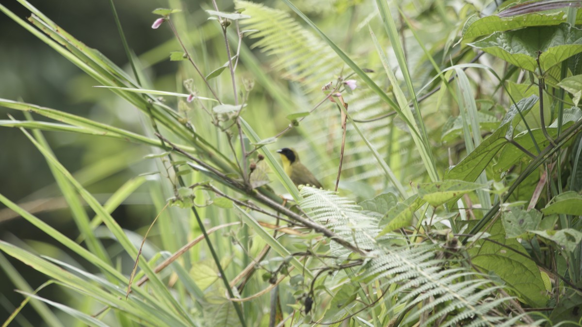 Olive-crowned Yellowthroat (Olive-crowned) - ML230235151
