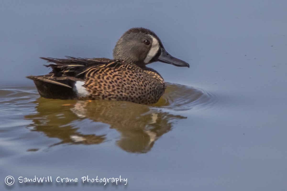 Blue-winged Teal - ML230236191