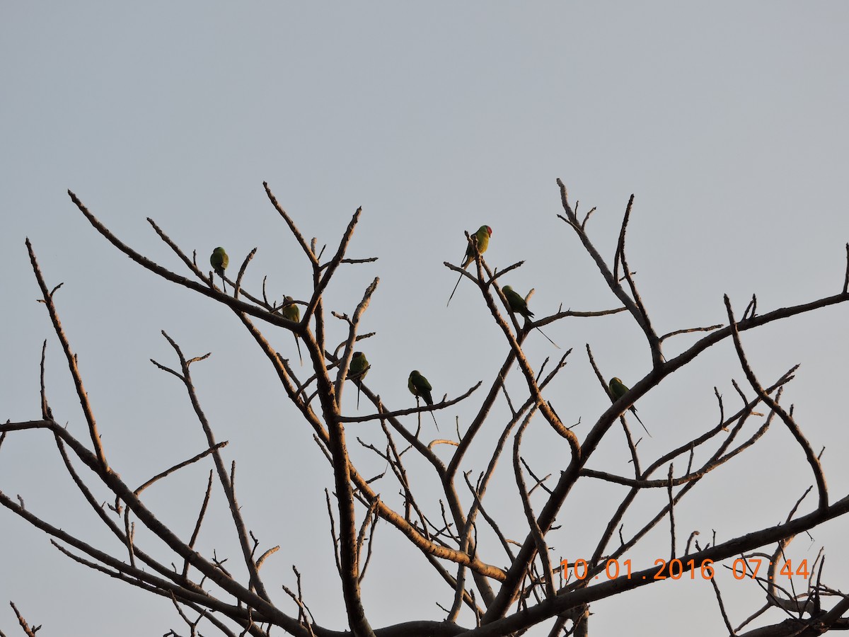 Plum-headed Parakeet - Anil Subramaniam