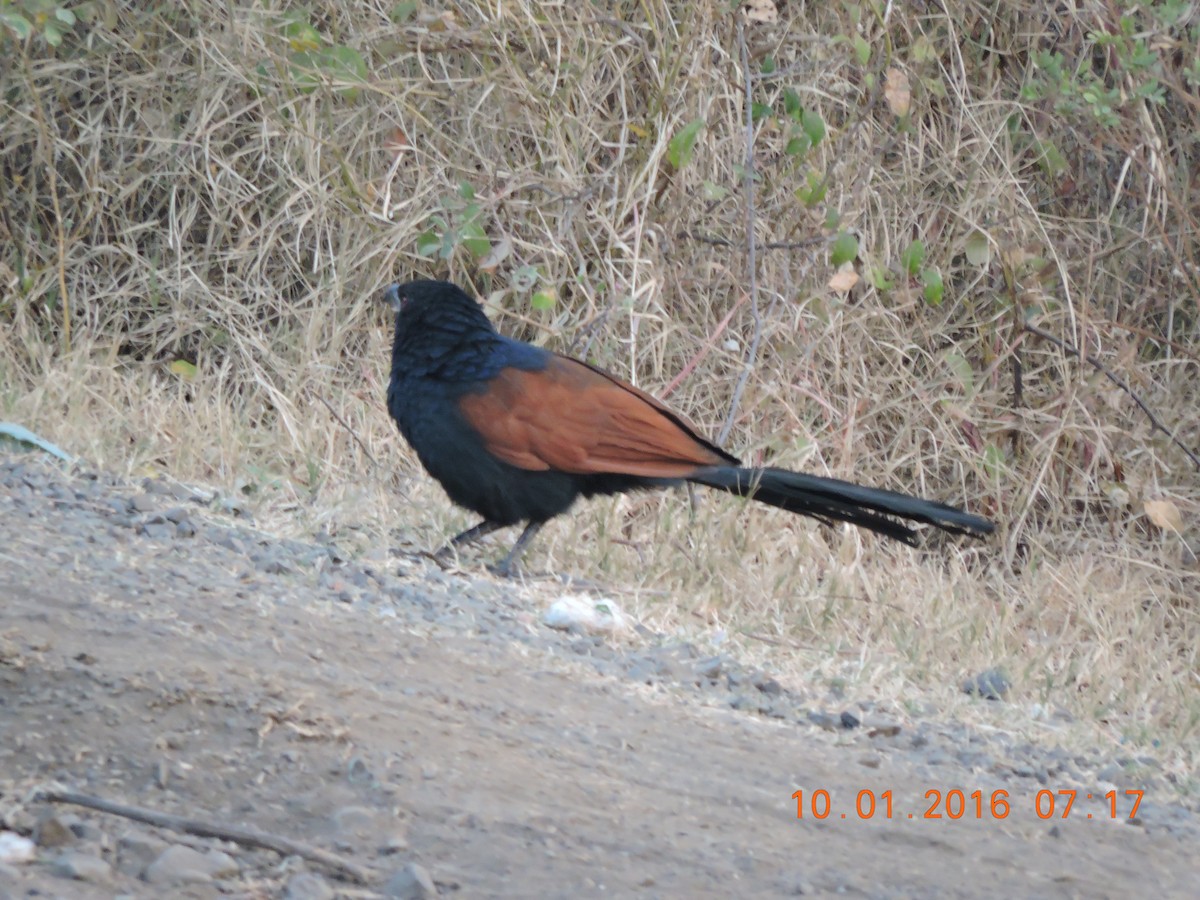 Greater Coucal (Southern) - Anil Subramaniam