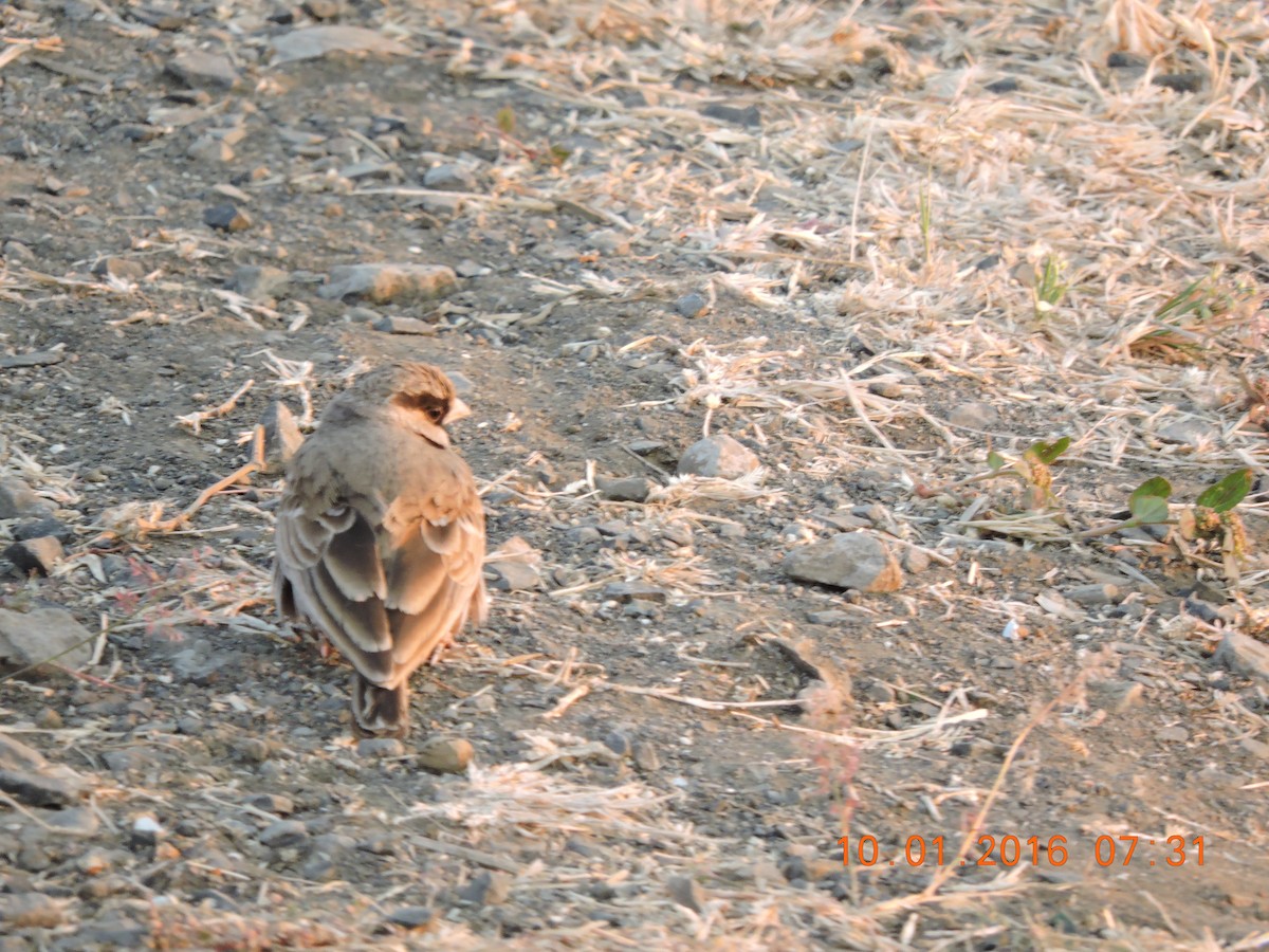 Ashy-crowned Sparrow-Lark - Anil Subramaniam