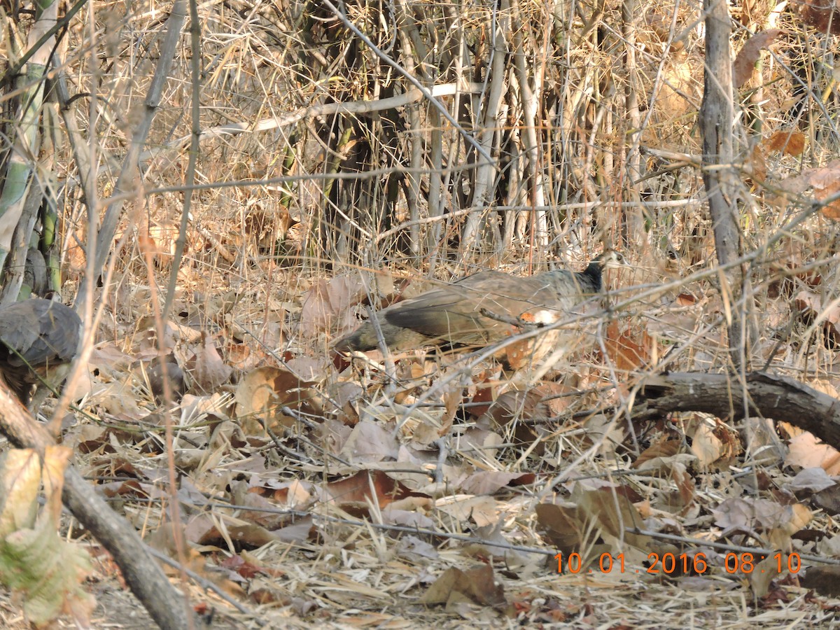 Indian Peafowl - ML23024221
