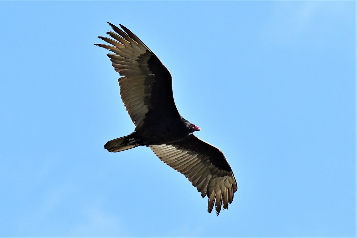 Turkey Vulture - Harold Ziolkowski