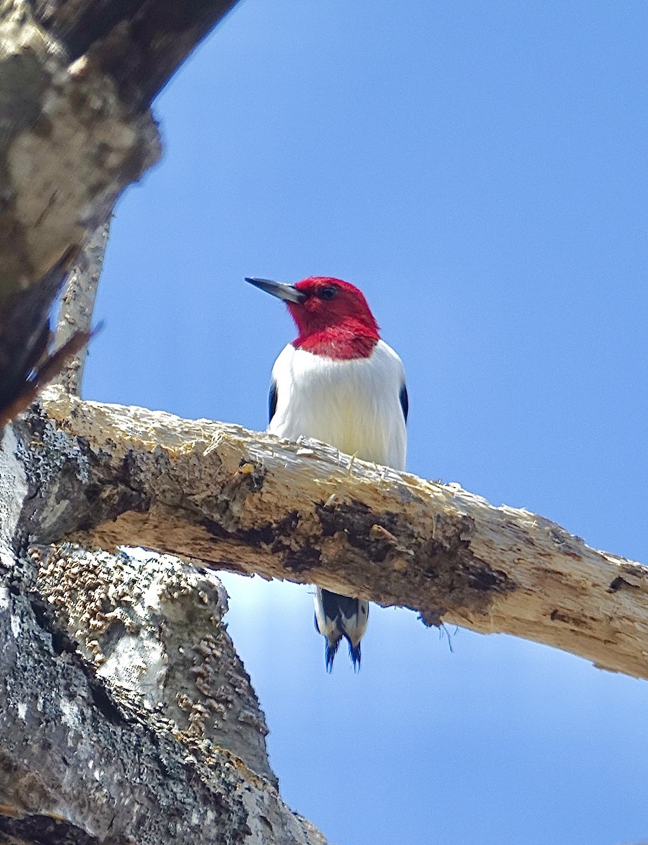 Red-headed Woodpecker - Howie Nielsen