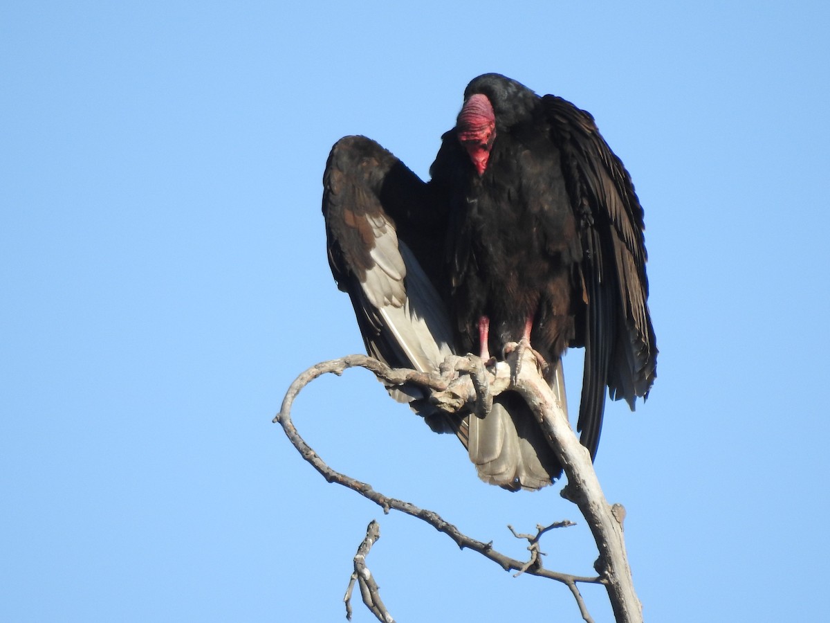 Turkey Vulture - Michael Stevens