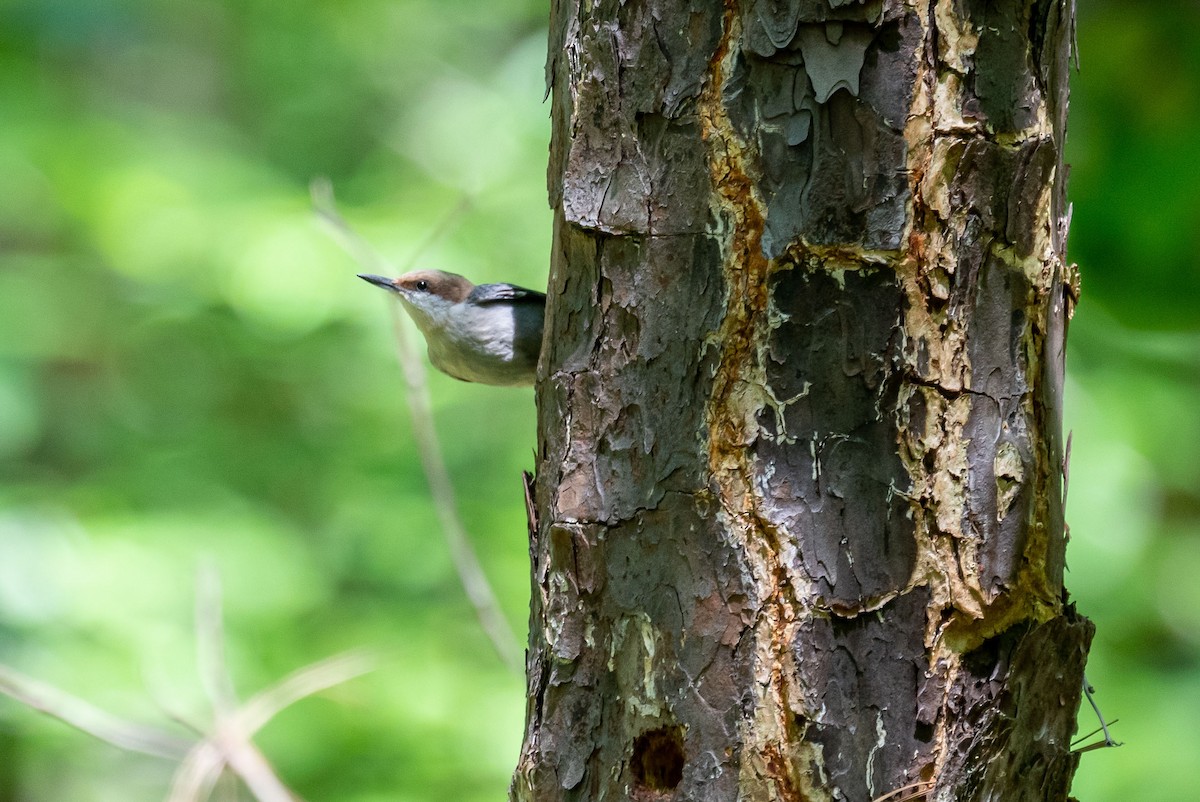 Brown-headed Nuthatch - ML230248651