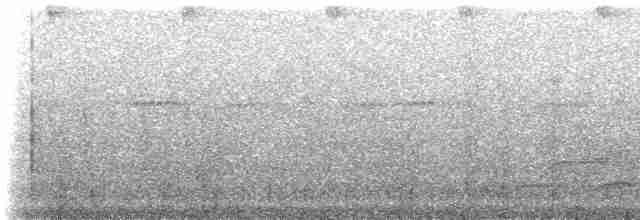 White-streaked Antvireo (White-streaked) - ML230250