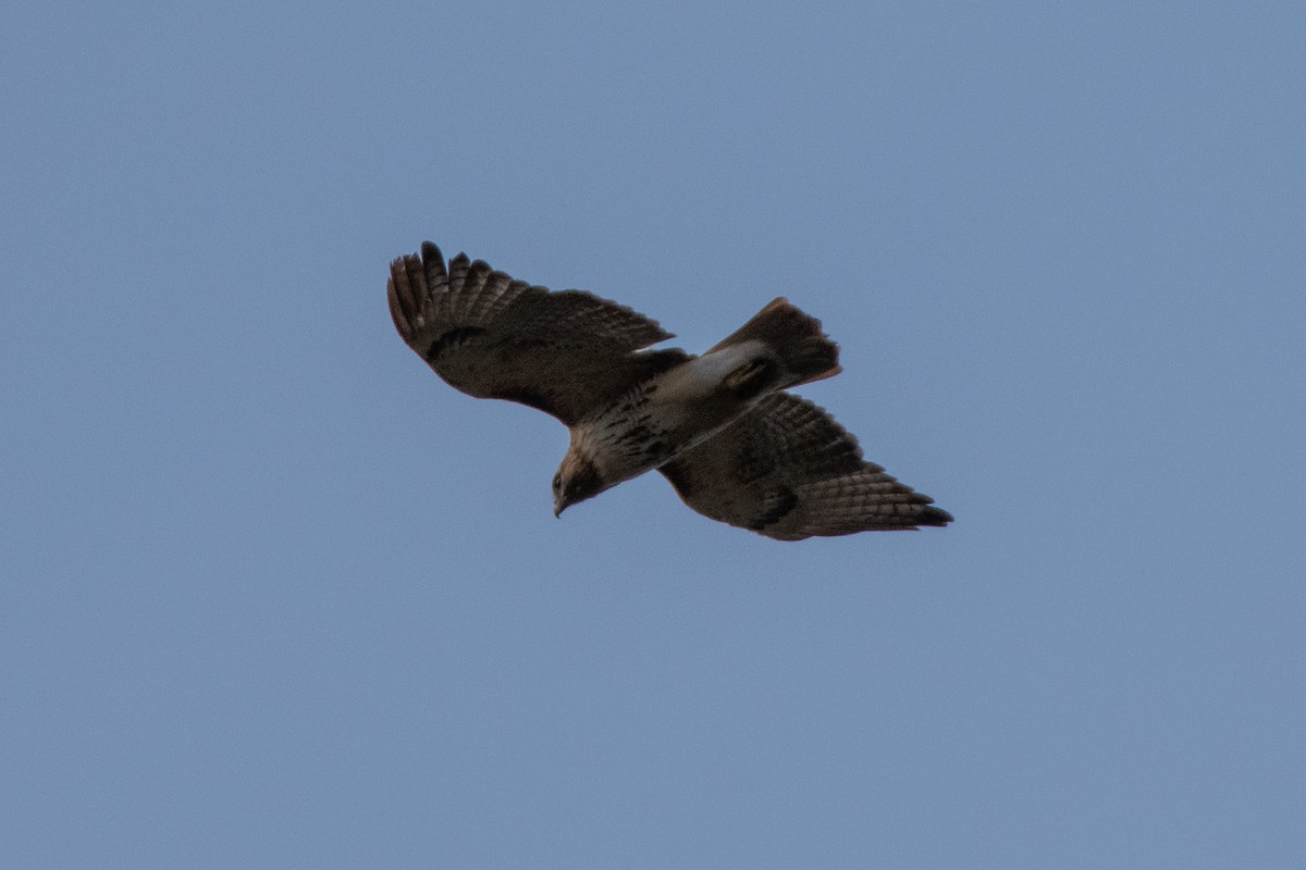Red-tailed Hawk - ML230250891
