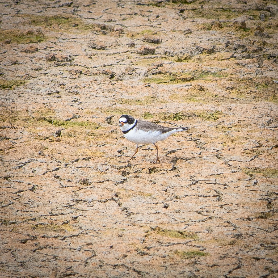 Semipalmated Plover - ML230255701
