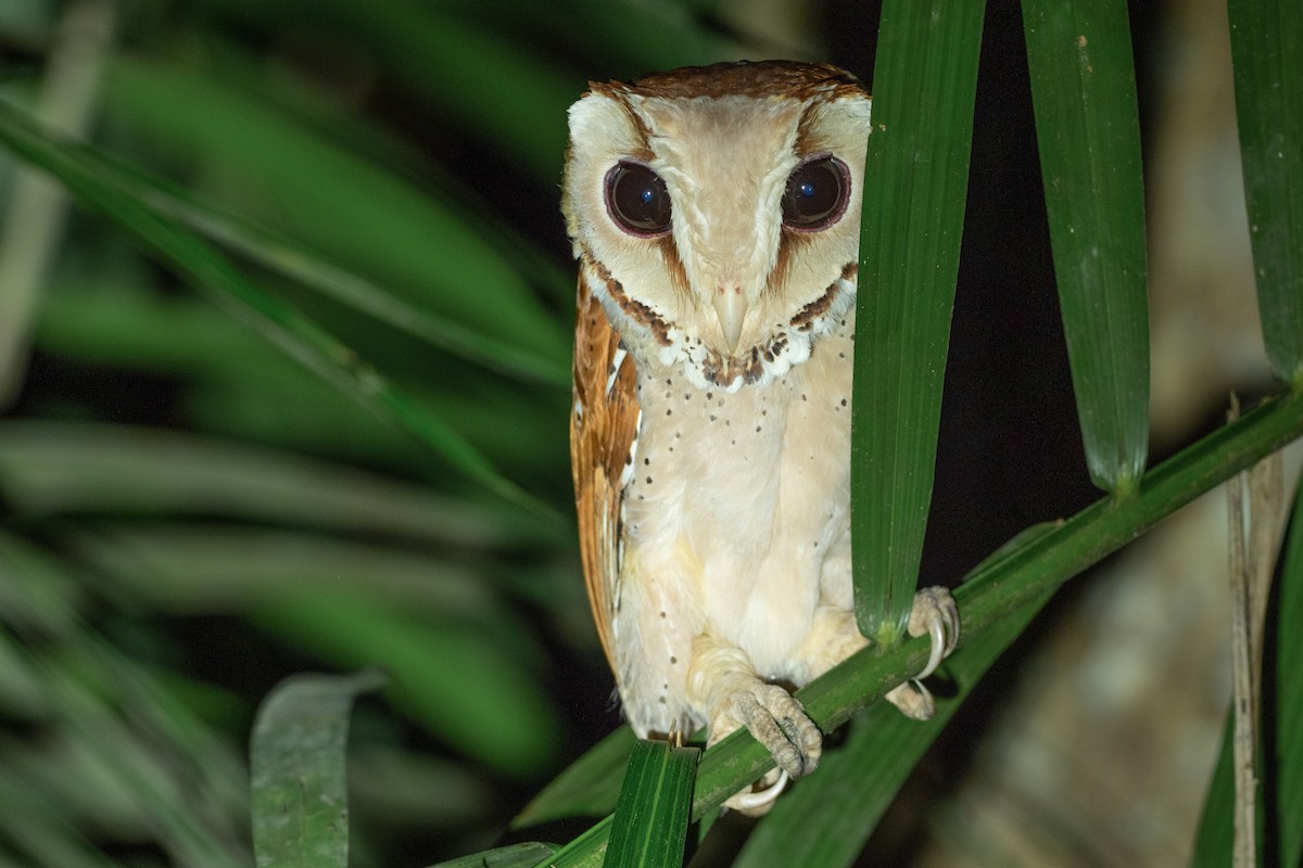Oriental Bay-Owl - ML230269961