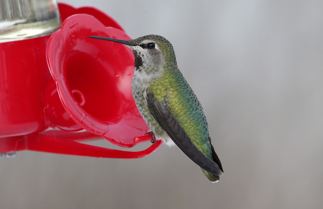 Anna's Hummingbird - Bruce Mactavish