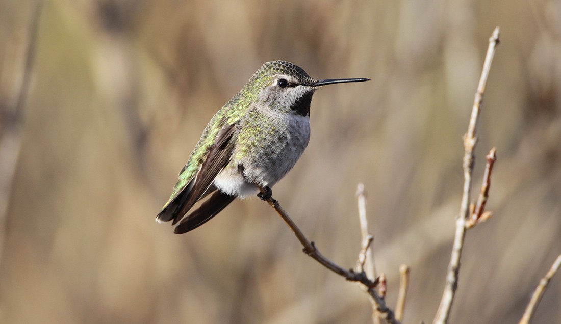 Anna's Hummingbird - Bruce Mactavish