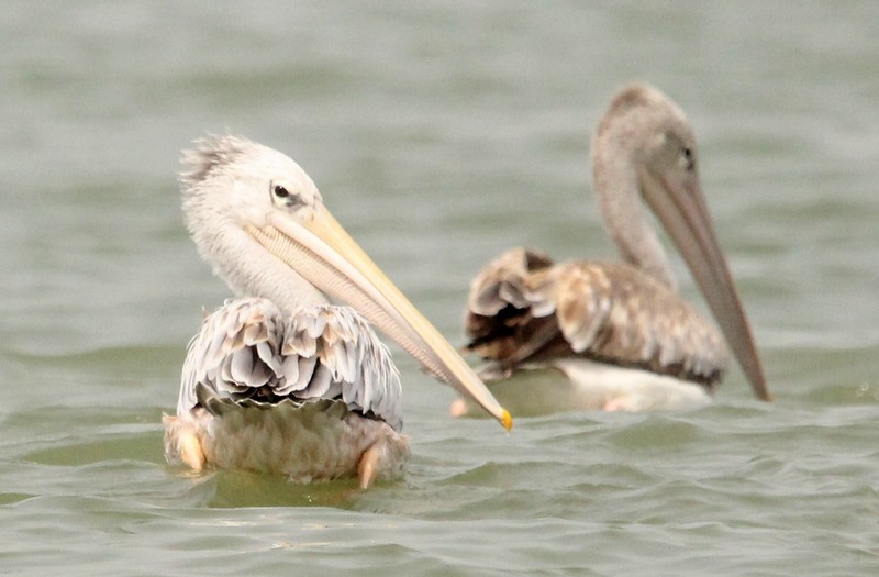 Pink-backed Pelican - ML230272991