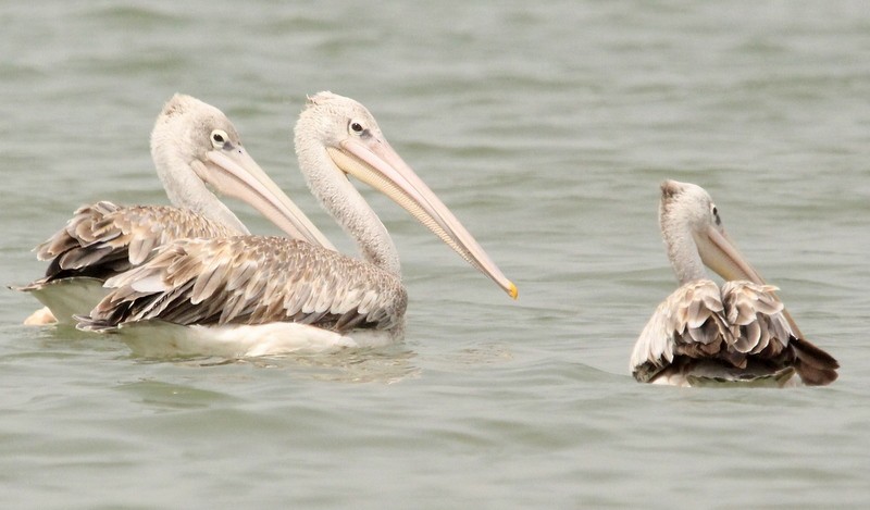 Pink-backed Pelican - ML230273071