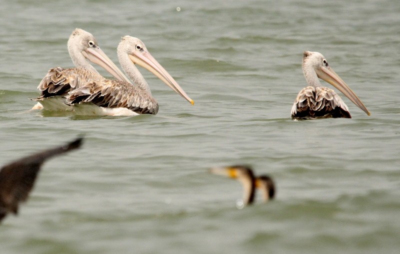 Pink-backed Pelican - ML230273191