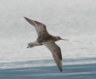 Bar-tailed Godwit (Siberian) - ML230273461