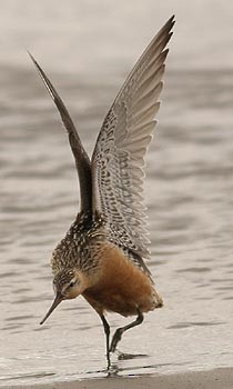 Bar-tailed Godwit (Siberian) - ML230273471