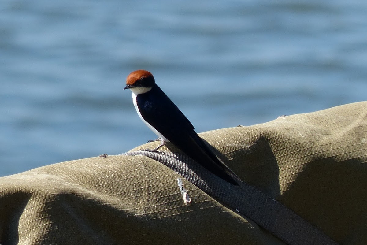 Wire-tailed Swallow - ML230273791