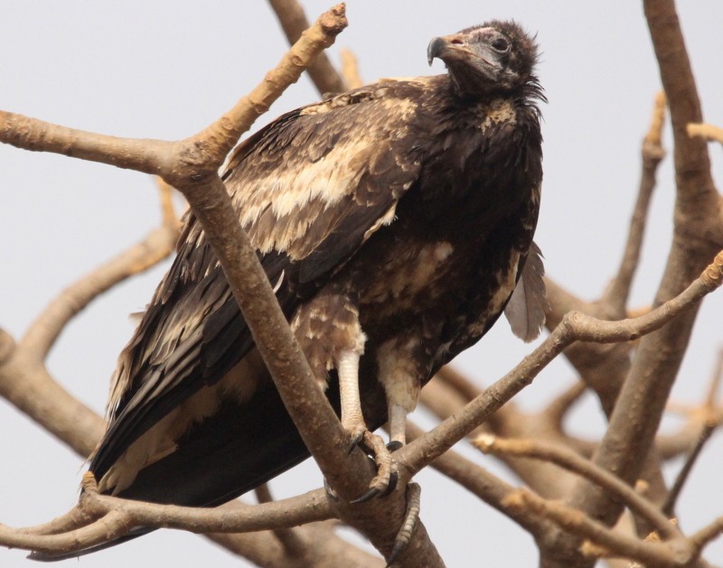 Egyptian Vulture - Kris Webb