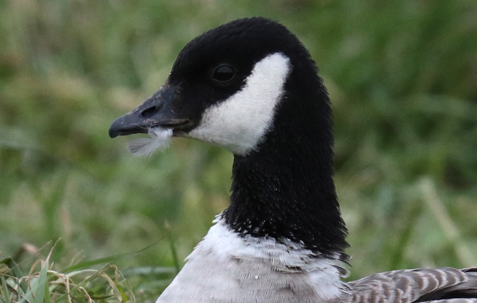 Cackling Goose - Bruce Mactavish
