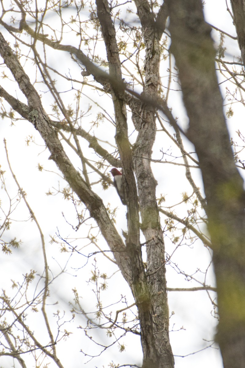 Red-headed Woodpecker - ML230280431