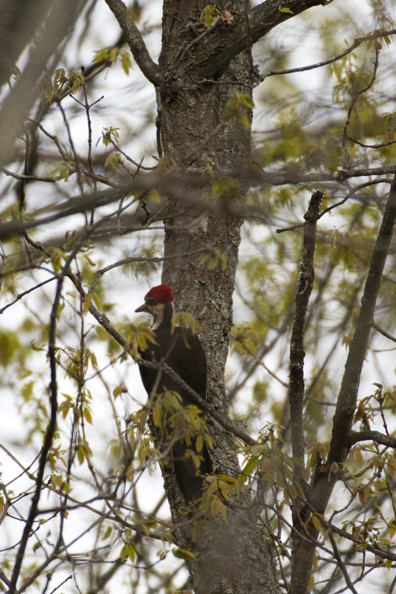 Pileated Woodpecker - Robert Sebring