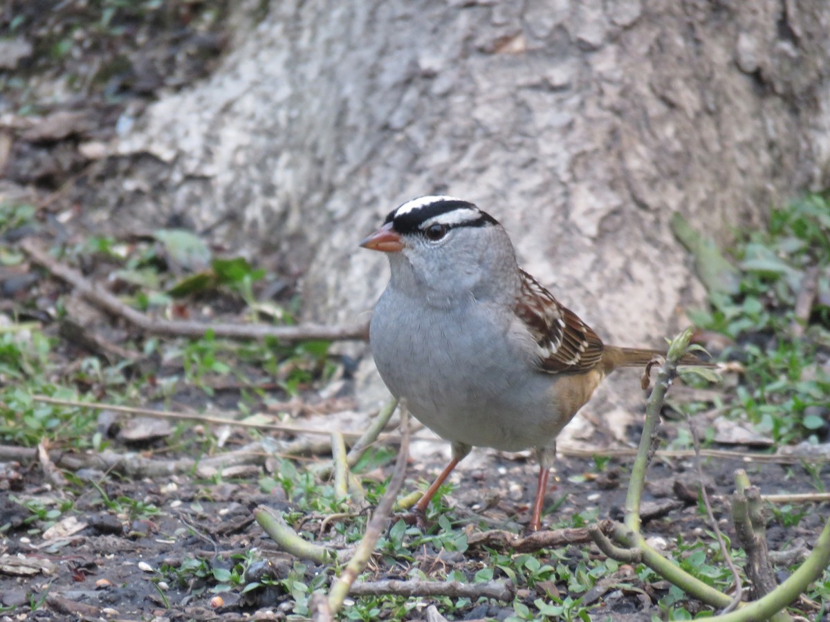 White-crowned Sparrow - Mark Vaughan