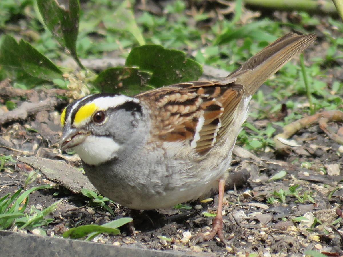 White-throated Sparrow - ML230286291