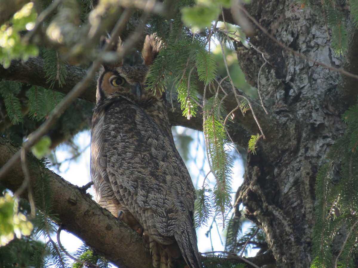 Great Horned Owl - ML230288471