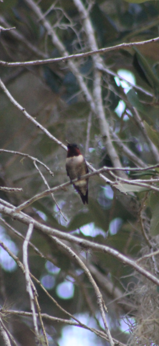 Ruby-throated Hummingbird - Derek LaFlamme