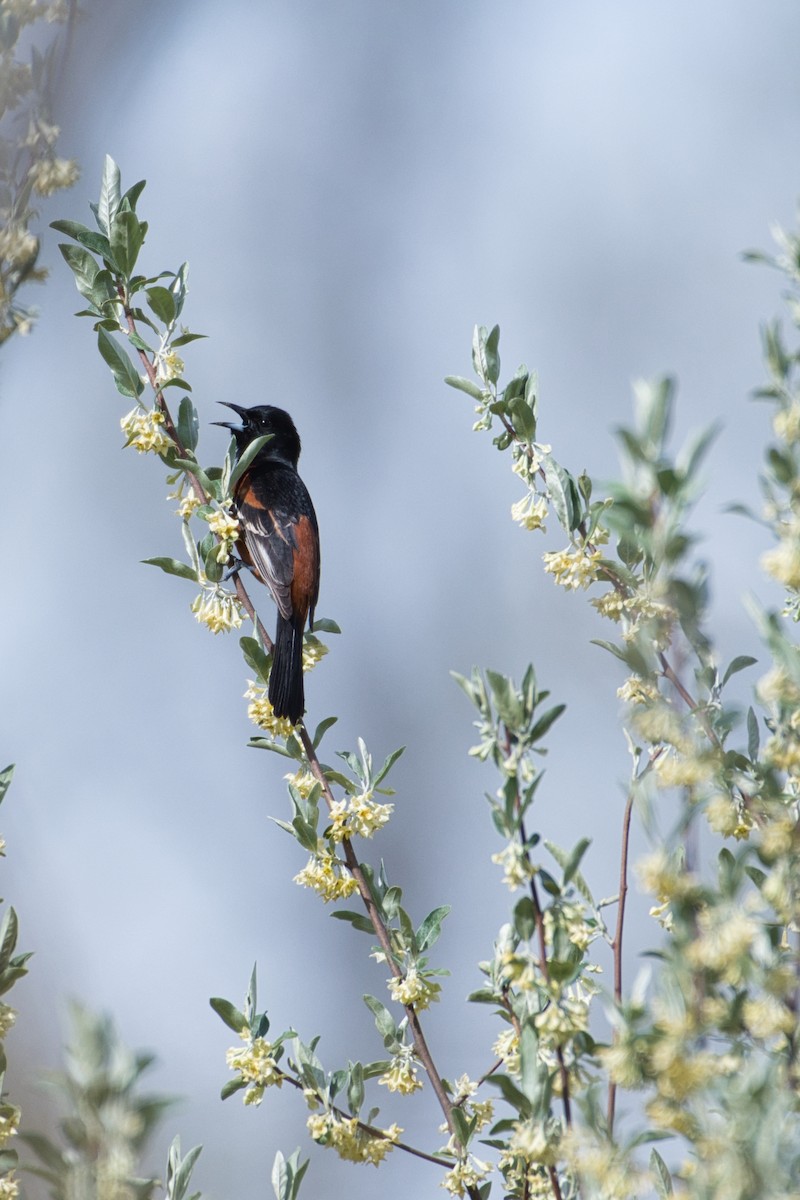 Orchard Oriole - ML230289681