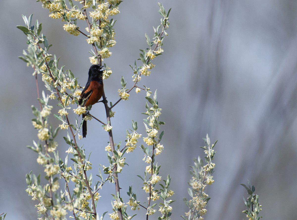Orchard Oriole - ML230289811