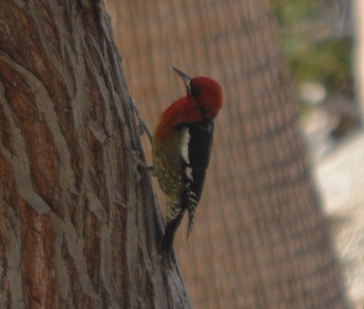 Red-breasted Sapsucker - ML23029081