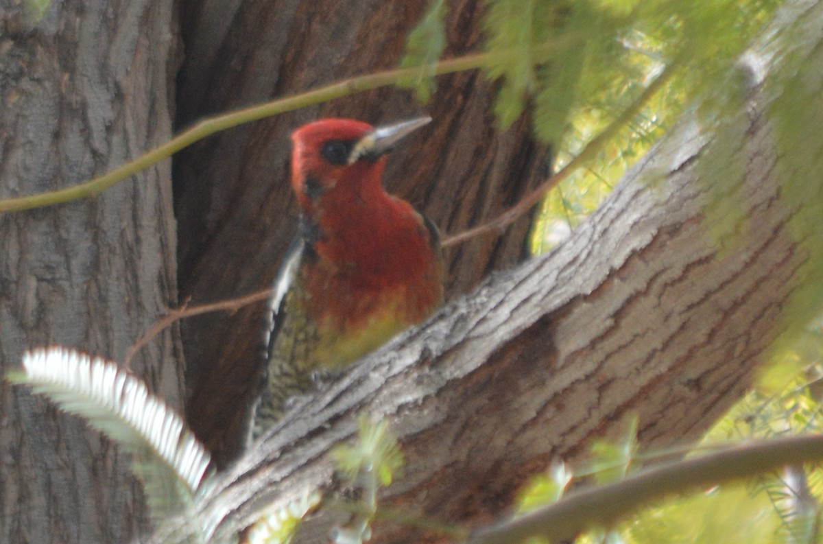 Red-breasted Sapsucker - ML23029091