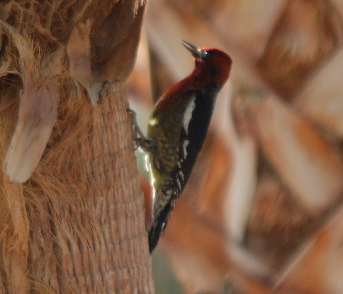 Red-breasted Sapsucker - ML23029121