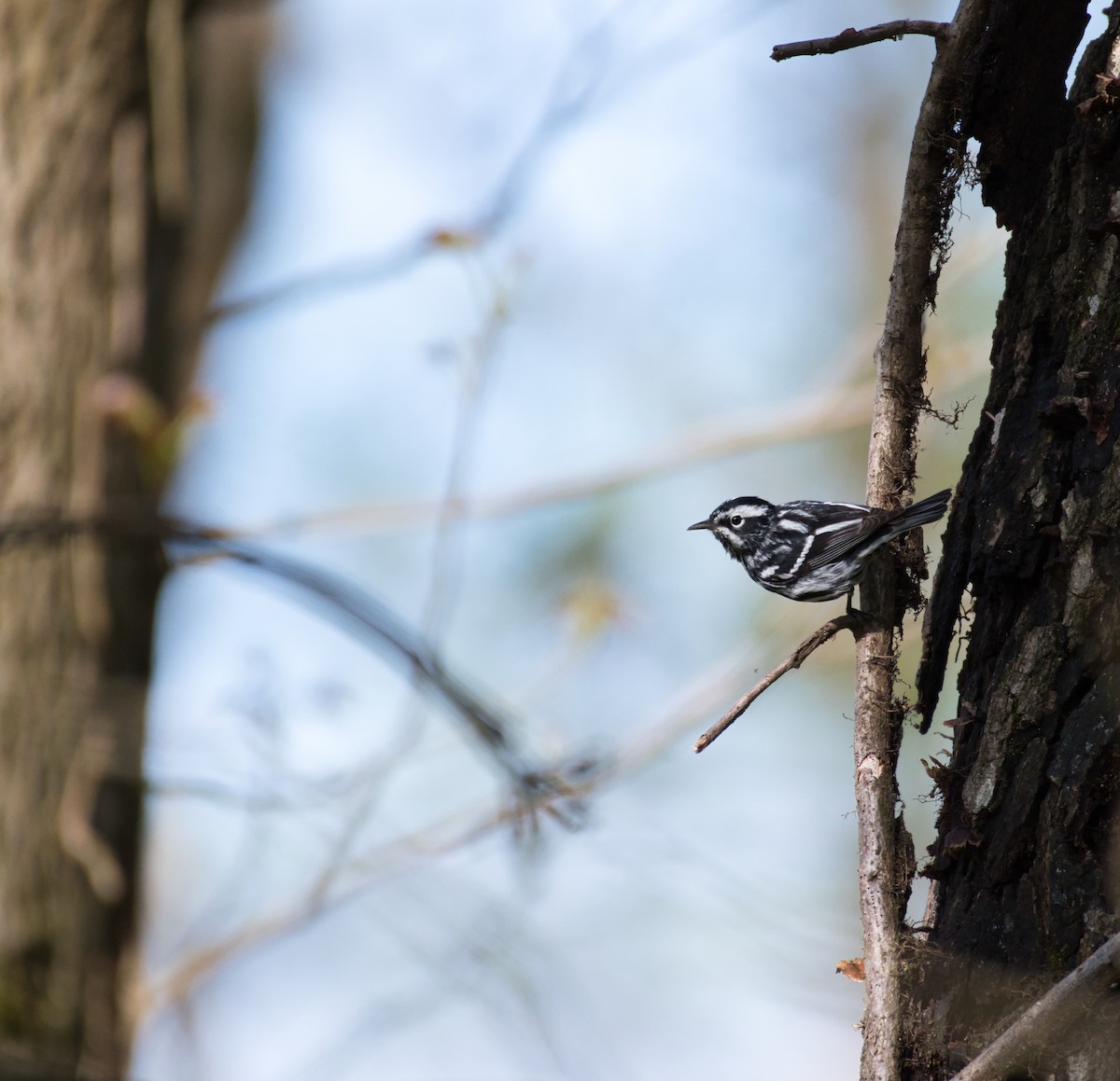 Black-and-white Warbler - ML230291631