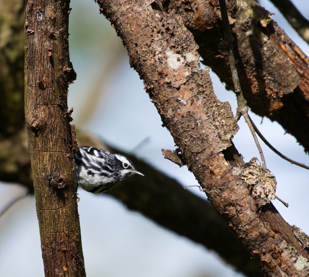 Black-and-white Warbler - Robert Sebring