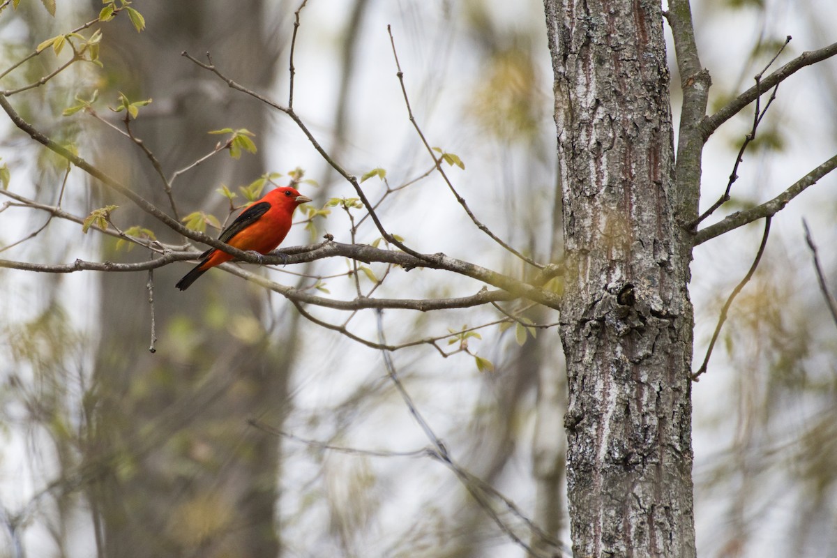 Scarlet Tanager - ML230292921