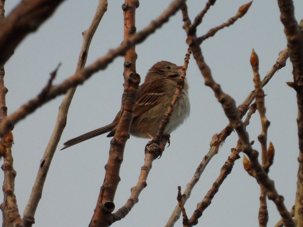 Field Sparrow - ML230294341