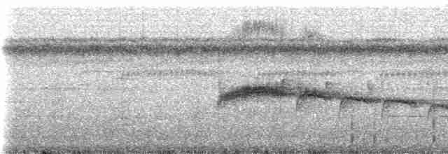 Чокский мухоед - ML230295
