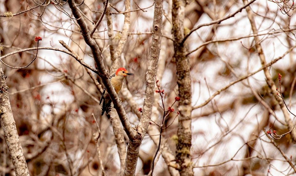 Red-bellied Woodpecker - ML230295121